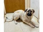 Adopt NO ONE SWEETER THAN HIM a Newfoundland Dog, Great Pyrenees