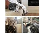 Adopt Katty Perry a Domestic Shorthair / Mixed (short coat) cat in Rome