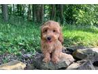 Cavapoo Puppy for sale in Canton, OH, USA