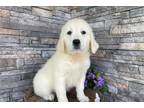 Golden Retriever Puppy for sale in Evansville, IN, USA