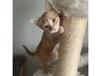 Adopt Roxanne's Kitten: Lola 15966 a Orange or Red Domestic Shorthair / Mixed