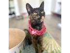 Adopt Roxanne 15963 a Tortoiseshell Domestic Shorthair / Mixed cat in