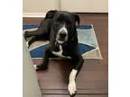 Adopt Bella a Black - with White Mutt / Mixed dog in Orlando, FL (38677450)