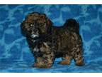 Shih-Poo Puppy for sale in Joplin, MO, USA