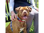 Adopt Marcy a Brown/Chocolate Boxer / Mixed dog in Atlanta, GA (38858348)