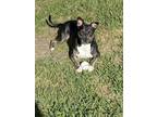 Adopt Stella a Black - with White American Staffordshire Terrier / Mixed dog in
