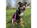 Adopt Hendrix a Pit Bull Terrier, Mixed Breed