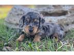 Mutt Puppy for sale in Springfield, MO, USA