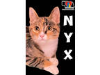 Adopt Nyx a Brown or Chocolate Domestic Shorthair / Domestic Shorthair / Mixed