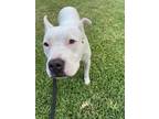 Adopt Glenda a White - with Black American Pit Bull Terrier / Mixed dog in