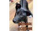 Adopt Oatmeal Scotchie a Black Mixed Breed (Medium) / Mixed dog in Grand Island