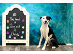 Adopt Porter K4 8/10/23 a Black Border Collie / Mixed dog in San Angelo