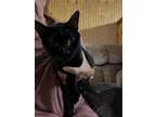 Adopt Rochester a All Black Domestic Shorthair / Domestic Shorthair / Mixed cat