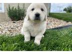 Golden Retriever Puppy for sale in Evansville, IN, USA