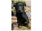 Adopt COH Virginia a Black Rottweiler / Mixed dog in Inglewood, CA (38832968)