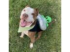 Adopt Astro a White - with Red, Golden, Orange or Chestnut Pit Bull Terrier /