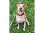 Adopt Goofy a Tan/Yellow/Fawn Mixed Breed (Large) / Mixed dog in Lancaster