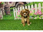 Cavalier King Charles Spaniel Puppy for sale in Fort Wayne, IN, USA