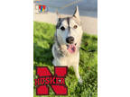 Adopt Husker a White Husky / Mixed dog in Grand Island, NE (35639742)