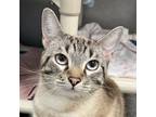 Adopt Love a Cream or Ivory Domestic Shorthair / Domestic Shorthair / Mixed cat