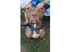 Adopt Mulder 50 a Brown/Chocolate American Pit Bull Terrier / Mixed dog in