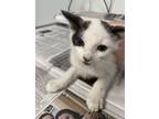 Adopt Tina a Gray or Blue Domestic Shorthair / Domestic Shorthair / Mixed cat in