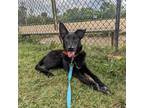 Adopt Binky (AKA-Ouija) a Black German Shepherd Dog / Mixed dog in LaGrange