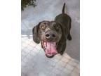 Adopt Bear a Black Mixed Breed (Medium) / Mixed dog in Missoula, MT (38906420)