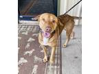 Adopt Buster a Tan/Yellow/Fawn - with White Shar Pei dog in Jackson
