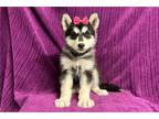 Alaskan Malamute Puppy for sale in Springfield, MO, USA