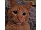 Adopt Gibbs a Orange or Red Tabby Domestic Shorthair / Mixed (short coat) cat in