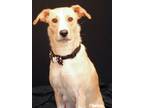 Adopt Savannah a Tan/Yellow/Fawn - with White Labrador Retriever / Mixed dog in