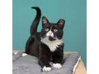 Adopt Valentino a Domestic Short Hair