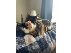 Adopt Minnie and Piper a Calico or Dilute Calico Calico / Mixed (short coat) cat