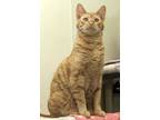 Adopt Diego a Orange or Red Domestic Shorthair / Domestic Shorthair / Mixed cat