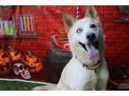 Adopt Blake a Tan/Yellow/Fawn Husky / Mixed Breed (Large) / Mixed dog in