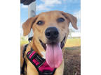 Adopt Melody a Tan/Yellow/Fawn Mixed Breed (Large) / Mixed dog in Leander
