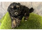 Shih-Poo Puppy for sale in Springfield, MO, USA