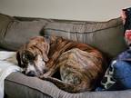 Adopt Sam a Brindle Great Dane / Mixed dog in Hampton, GA (38951866)