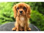 Cavalier King Charles Spaniel Puppy for sale in Fort Wayne, IN, USA