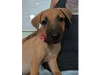 Adopt Clover a Tan/Yellow/Fawn - with Black Retriever (Unknown Type) / Mixed dog