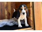 Beagle Puppy for sale in Jonesboro, AR, USA