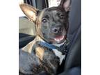 Adopt Presley a Brindle American Pit Bull Terrier / Hound (Unknown Type) / Mixed