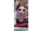 Adopt Precious a Calico or Dilute Calico Calico / Mixed (long coat) cat in