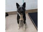 Adopt Jack Hairlow a Terrier