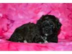 Shih-Poo Puppy for sale in Joplin, MO, USA