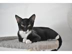 Adopt James a Black & White or Tuxedo American Shorthair / Mixed cat in