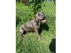 Adopt Storm a Gray/Silver/Salt & Pepper - with White American Pit Bull Terrier /