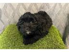 Shih-Poo Puppy for sale in Springfield, MO, USA