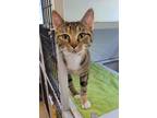 Adopt Lizzie a Brown or Chocolate Domestic Shorthair / Domestic Shorthair /